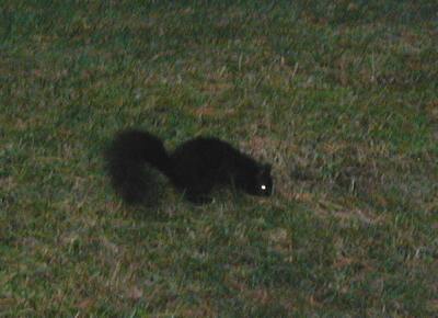 Black Squirrel