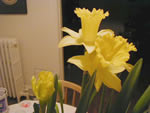 My daffodils, blooming wildly.